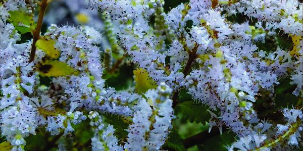 O significado da mirra nos presentes para Jesus?  