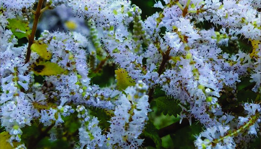 O significado da mirra nos presentes para Jesus?  