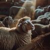 O significado do Cordeiro de Deus no Antigo e Novo Testamento